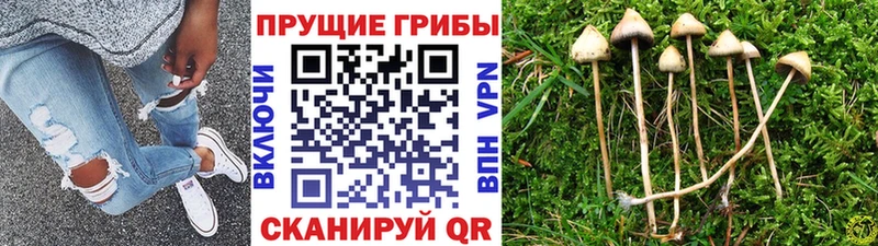 Галлюциногенные грибы Psilocybe  кракен как зайти  Медынь  купить наркотик 